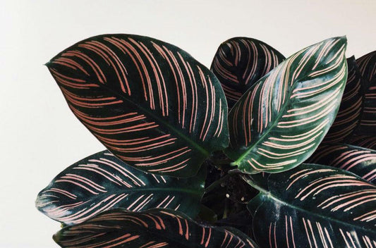 Calathea Ornata (schaduwplant)