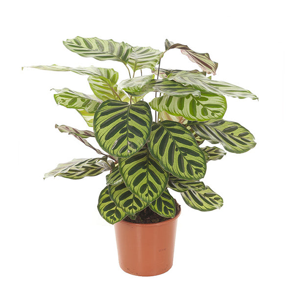 Calathea Makoyana (schaduwplant)