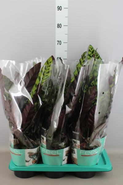 KAMERPLANT - Calathea Lancifolia