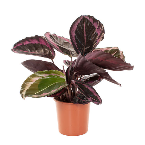 KAMERPLANT - Calathea Roseopicta (schaduwplant)