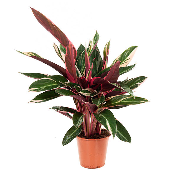 Calathea Triostar (schaduwplant)