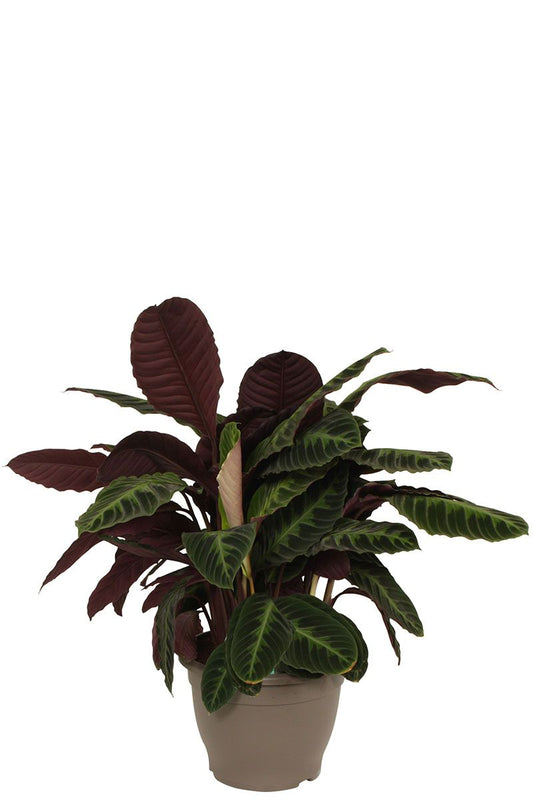 Calathea Warcewiczii (schaduwplant)