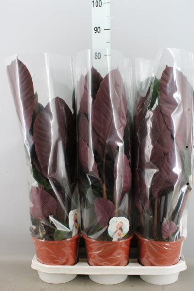 KAMERPLANT - Calathea Warcewiczii (schaduwplant)