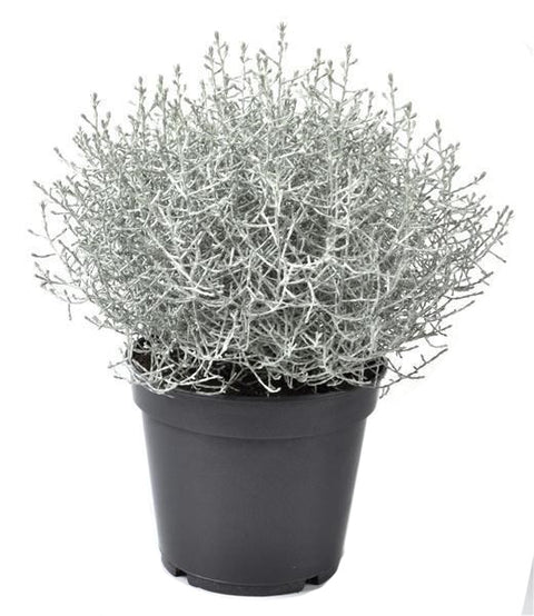 OUTDOOR - Calocephalus (zilverstruikje)