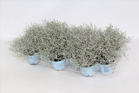 OUTDOOR - Calocephalus (zilverstruikje)