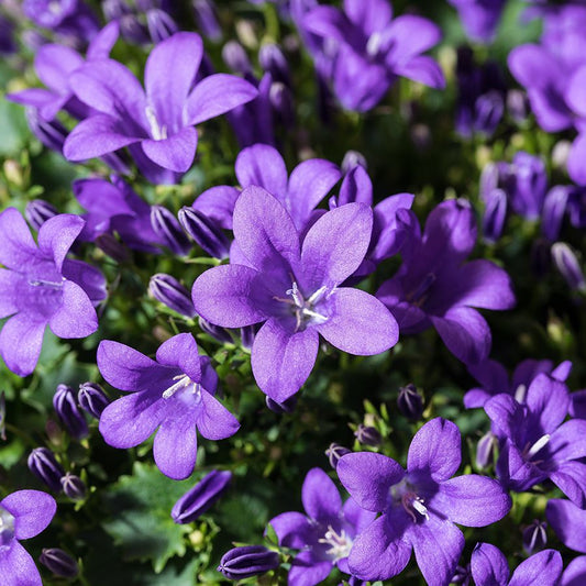 Campanula Portenschlagiana (klokjesbloem)