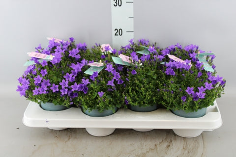 OUTDOOR - Campanula (klokjesbloem)