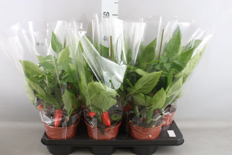 OUTDOOR - Capsicum annuum - paprika boompje
