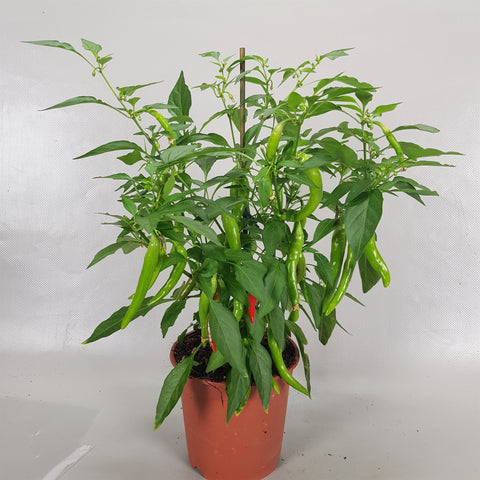 OUTDOOR - Capsicum annuum - paprika boompje