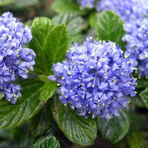 Ceanothus Thyrsiflorus (Amerikaanse Sering)