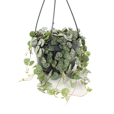 KAMERPLANT - Ceropegia Woodii (Chinees lantaarnplantje)