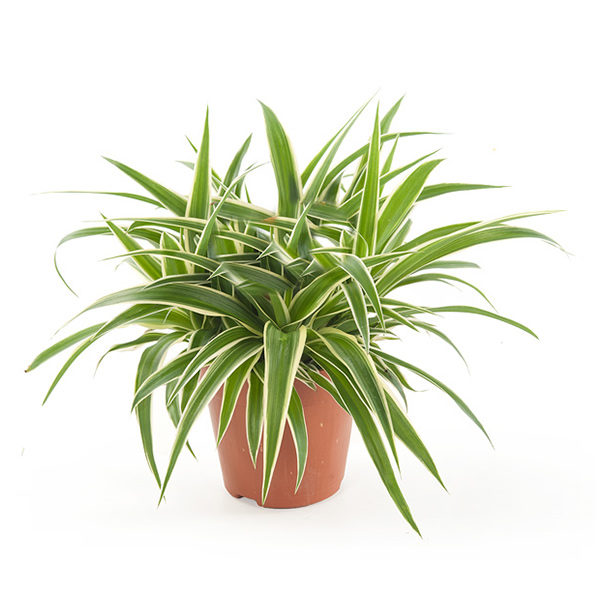 Chlorophytum (graslelie)