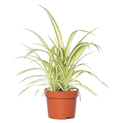 KAMERPLANT - Chlorophytum (graslelie)