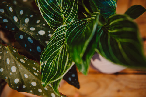 PAKKET - Kamerplanten box