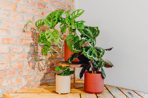 PAKKET - Kamerplantenset Ristretto