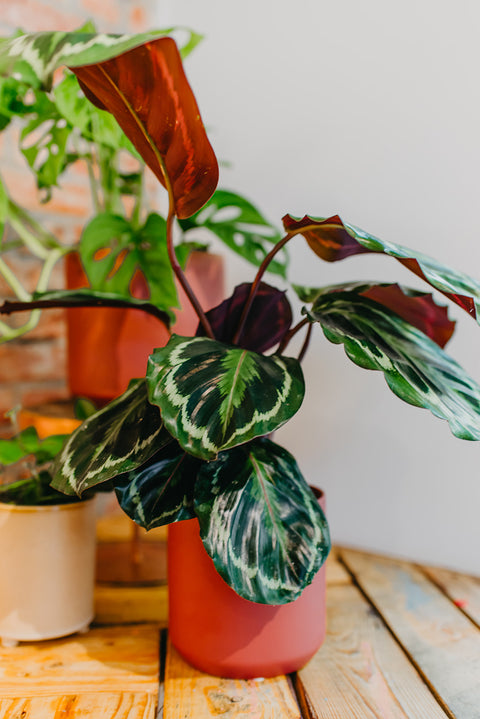 PAKKET - Kamerplantenset Ristretto