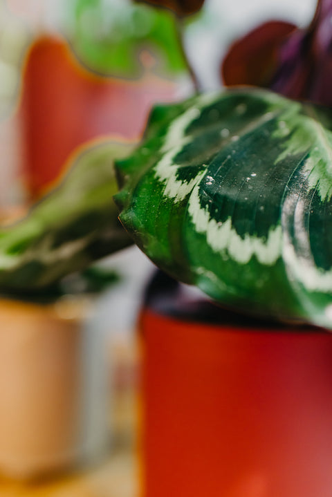 PAKKET - Kamerplantenset Ristretto