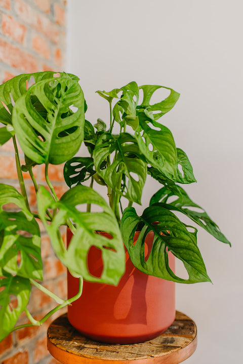 PAKKET - Kamerplantenset Ristretto