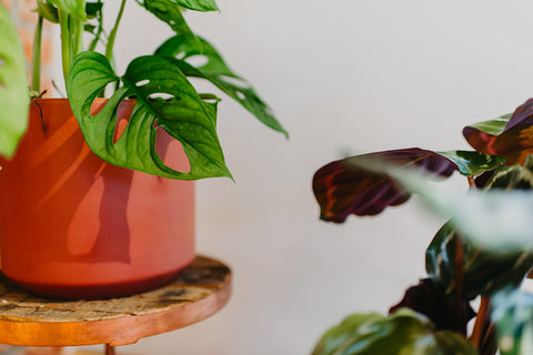 PAKKET - Kamerplantenset Ristretto