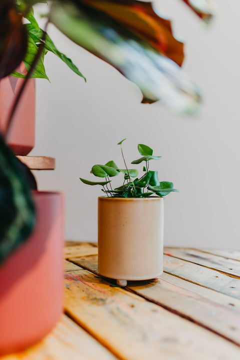 PAKKET - Kamerplantenset Ristretto