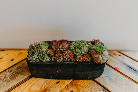 OUTDOOR - Sempervivum in zwarte potje (rechthoek)
