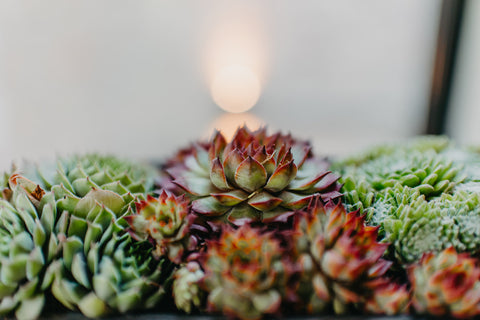 OUTDOOR - Sempervivum in zwarte potje (rechthoek)