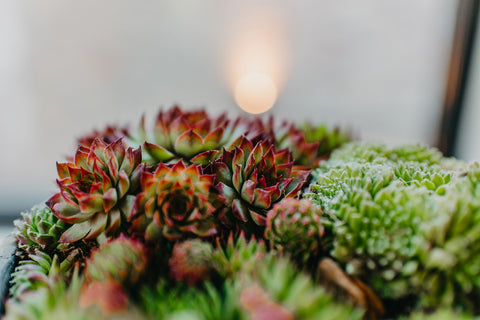 OUTDOOR - Sempervivum in stenen potje (rond)