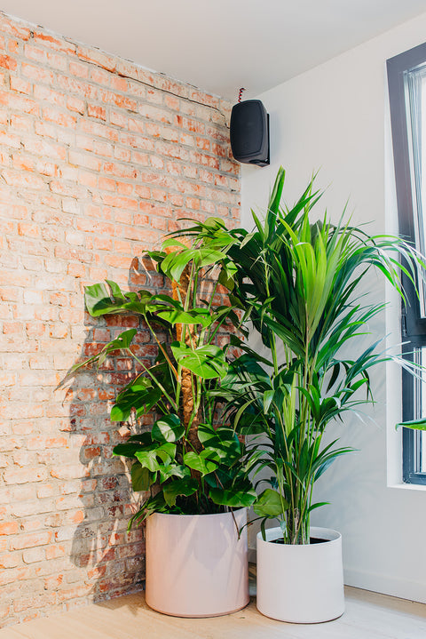 PAKKET - Kamerplantenset Americano