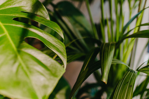 PAKKET - Kamerplantenset Americano