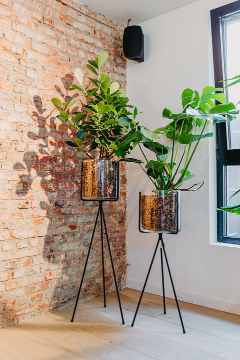 PAKKET - Kamerplantenset Dalgona Coffee