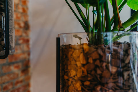 PAKKET - Kamerplantenset Dalgona Coffee