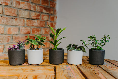 KAMERPLANT - Mini plantjes