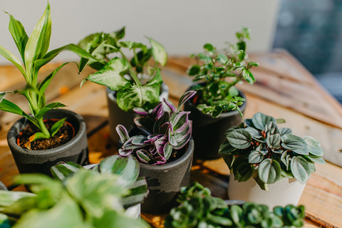 KAMERPLANT - Mini plantjes