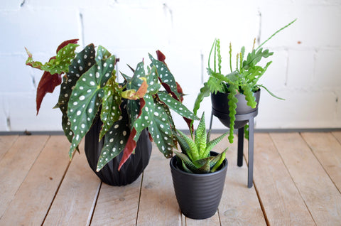 PAKKET - Kamerplantenset Latte Macchiato