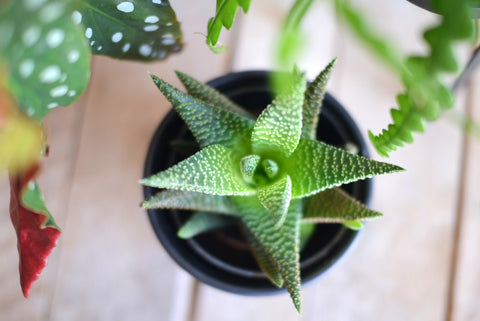 PAKKET - Kamerplantenset Latte Macchiato