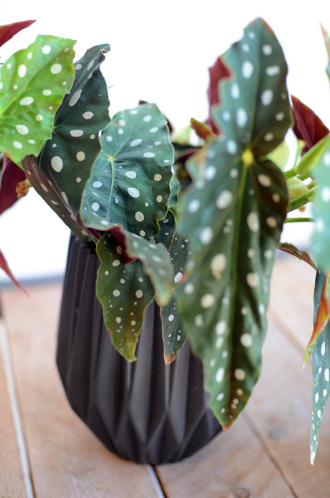 PAKKET - Kamerplantenset Latte Macchiato