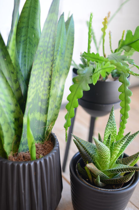 PAKKET - Kamerplantenset Latte Macchiato