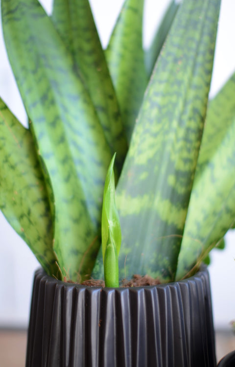 PAKKET - Kamerplantenset Latte Macchiato