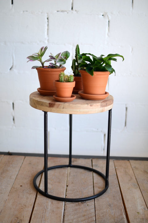 PAKKET - Kamerplantenset ristretto