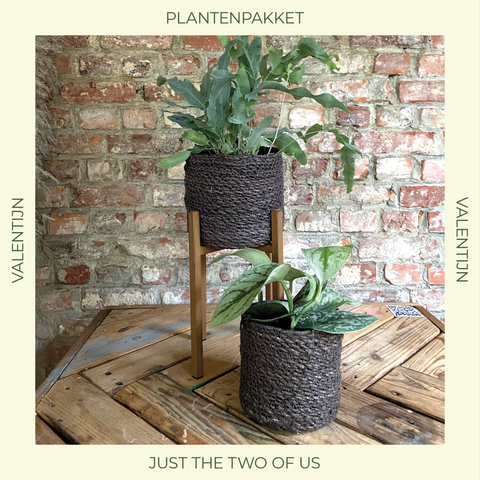 PAKKET - Kamerplanten pakket duo