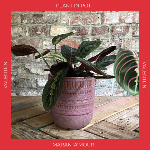 PAKKET - Maranta'mour