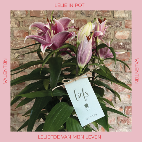 PAKKET - Lelie'fde van mijn leven