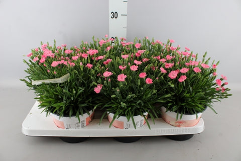 OUTDOOR - Dianthus (Anjer)