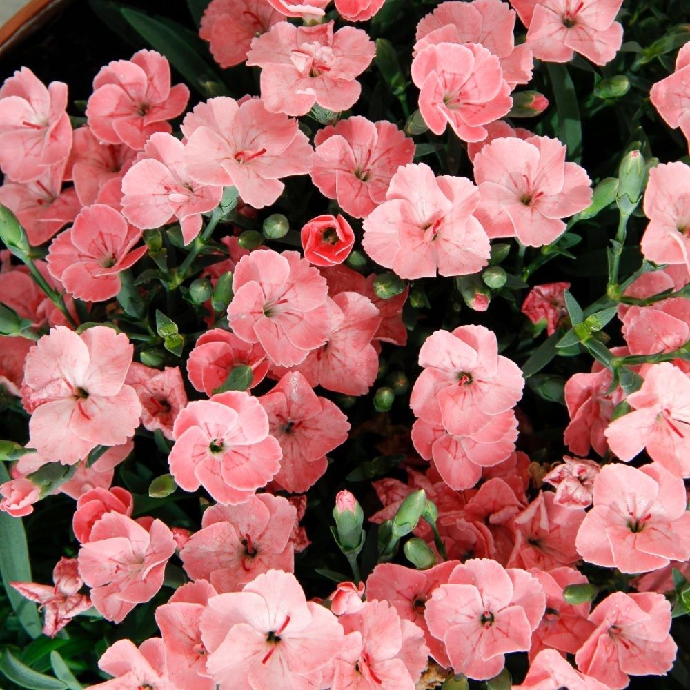 Dianthus (Anjer)