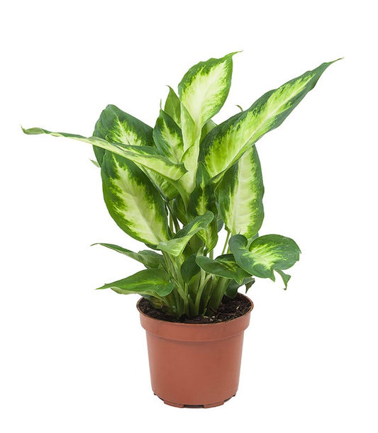 Dieffenbachia Camilla