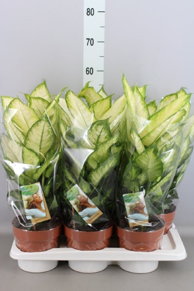 KAMERPLANT - Dieffenbachia Camilla