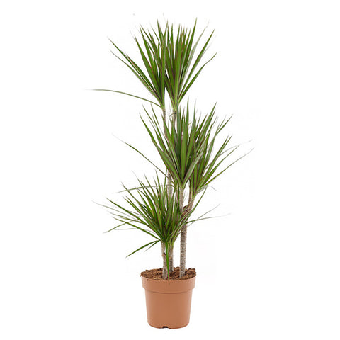 KAMERPLANT - Dracaena Marginata