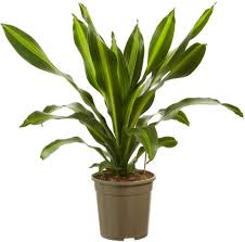KAMERPLANT - Dracaena Burley (drakenbloedboom)