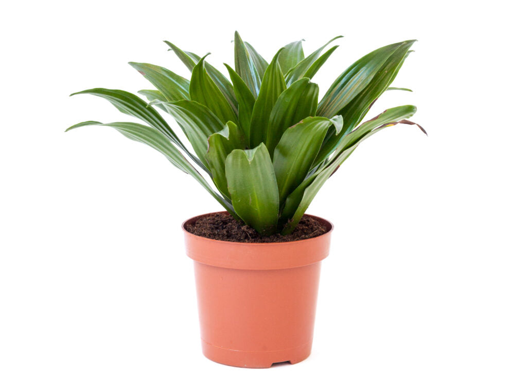 Dracaena compacta