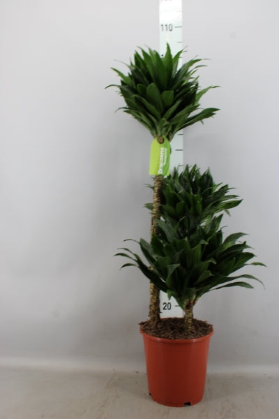 KAMERPLANT - Dracaena compacta